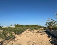 Sale - Single family house - Elche pedanias - Daimes