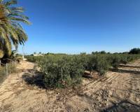 Sale - Single family house - Elche pedanias - Daimes